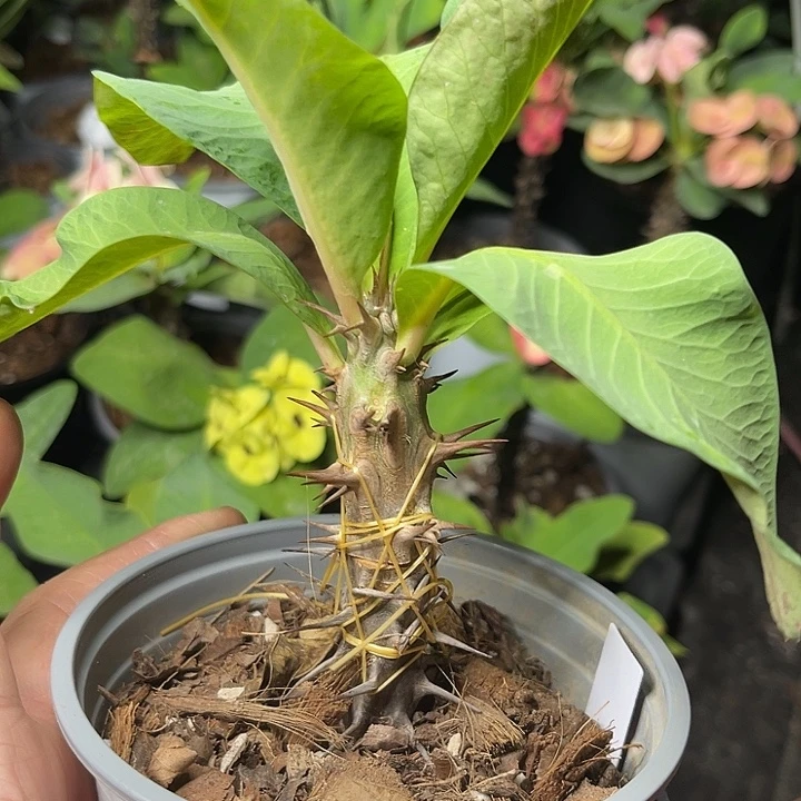 虎刺梅-开心到爆炸+赠品