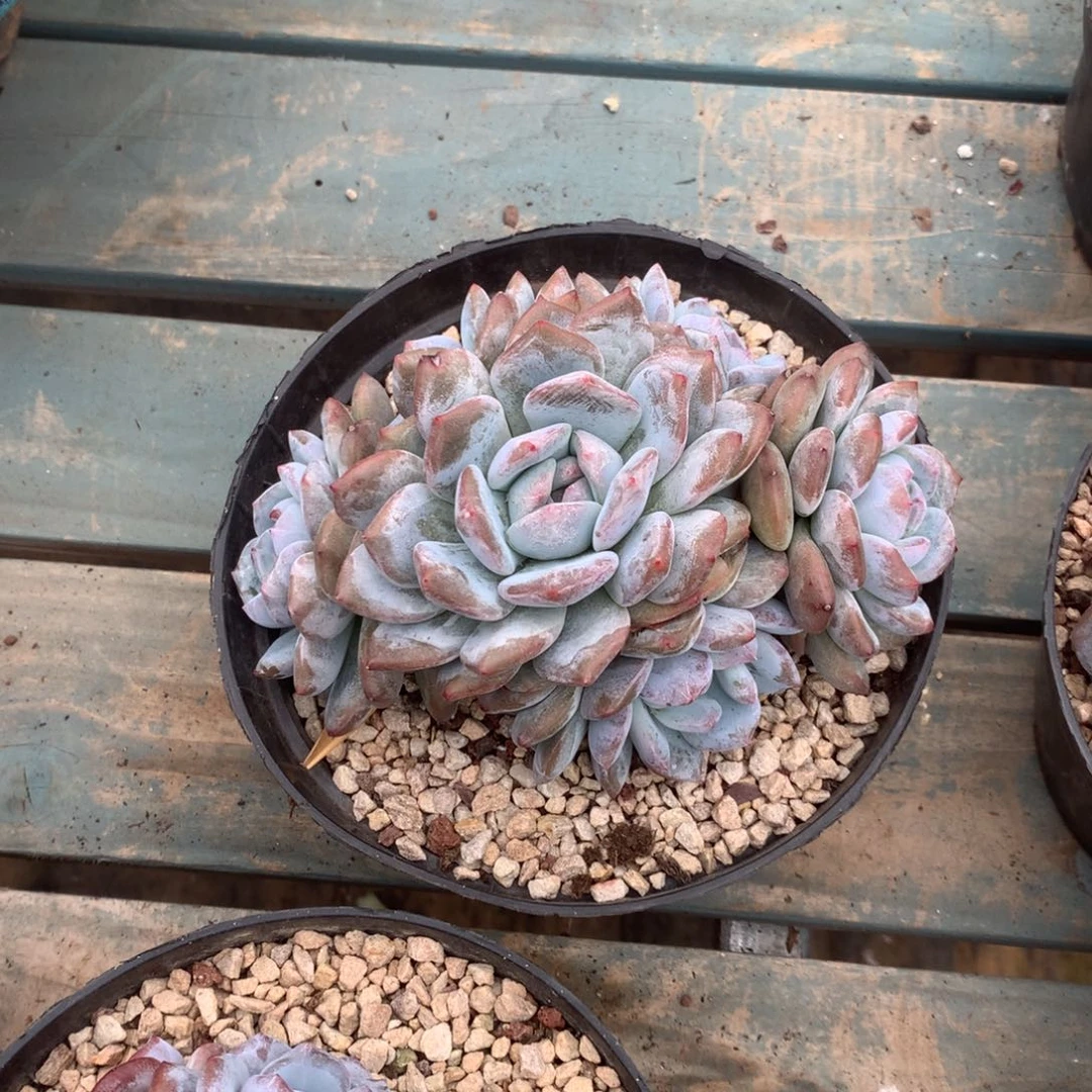 无花朵花花花花花花花花13