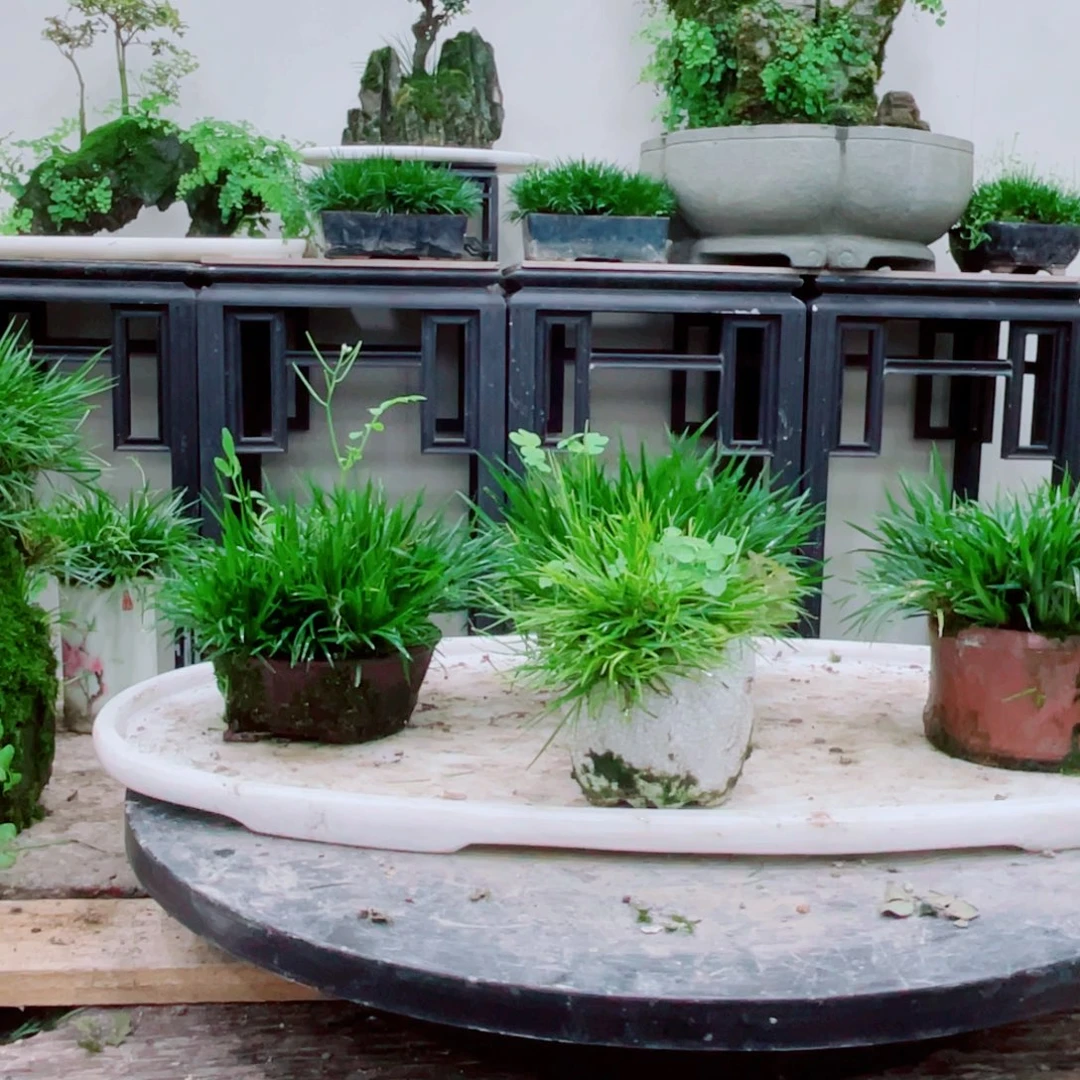 无铅玻璃行*水铁线蕨太喜欢铁线蕨