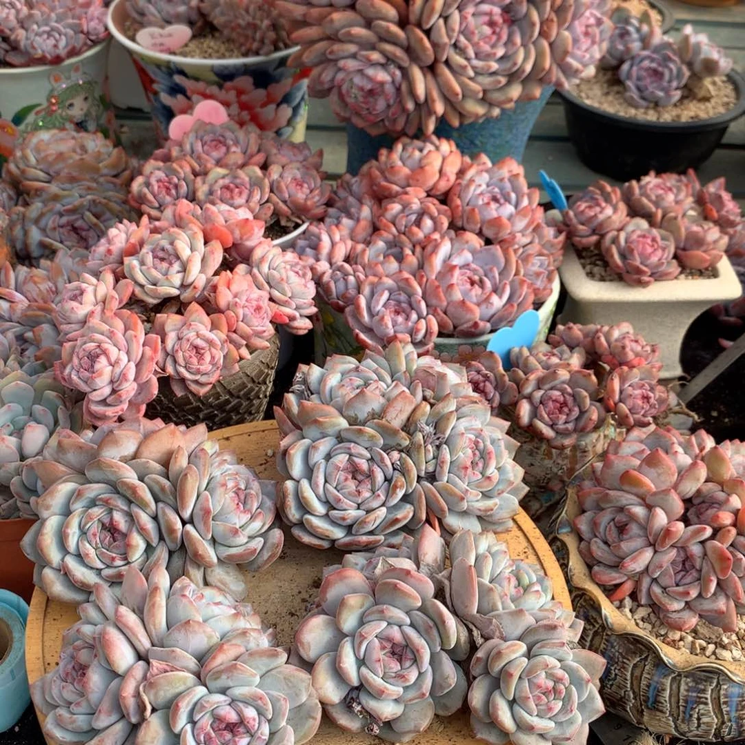 啊**啊哈哈哈哈哈