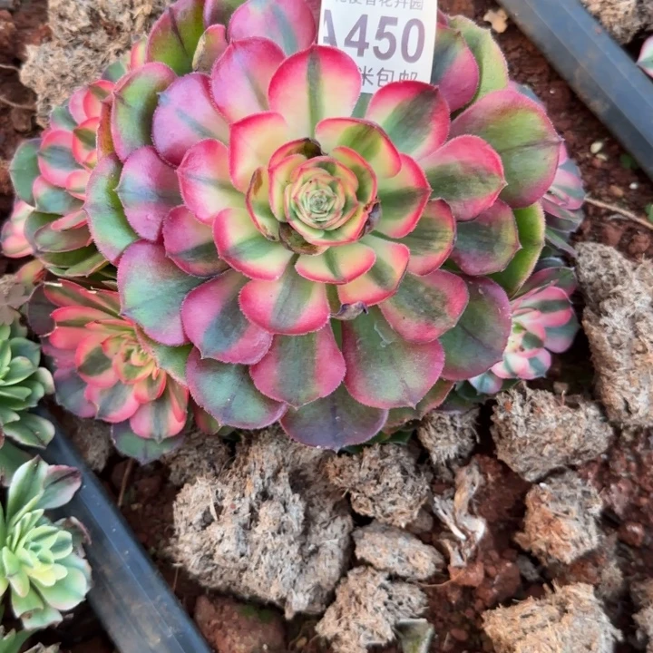 多肉 荔枝多肉法师植物