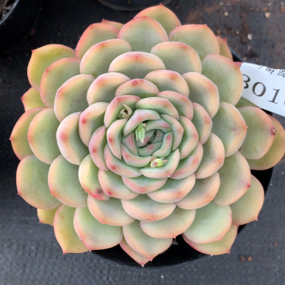 3016杂交多肉植物