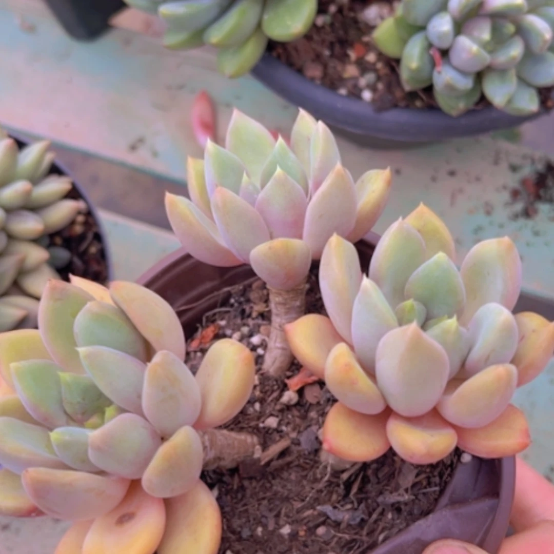 【闪购商品】红象牙0725