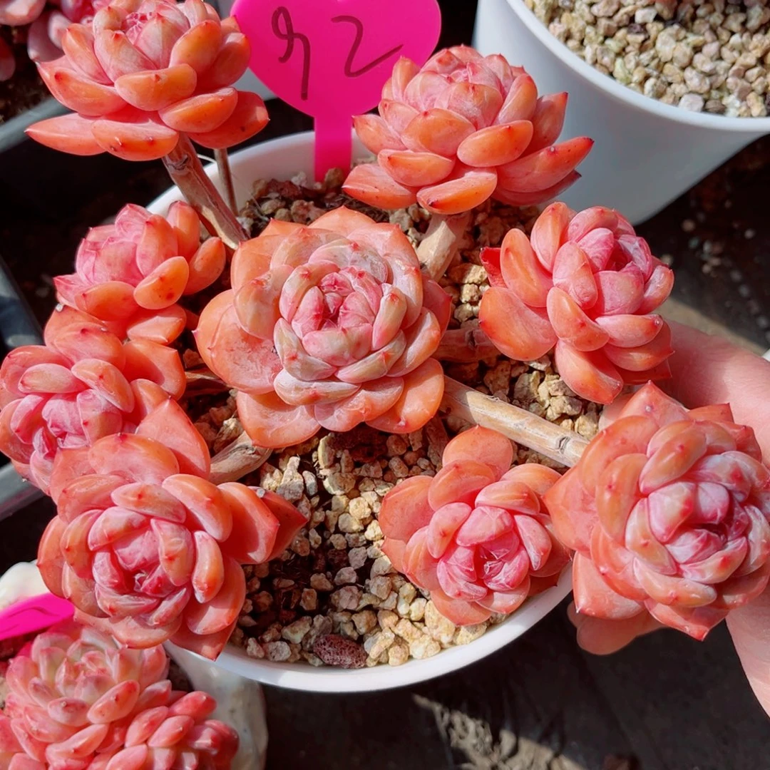 92号大老桩石榴籽星影群9头整桩无砍