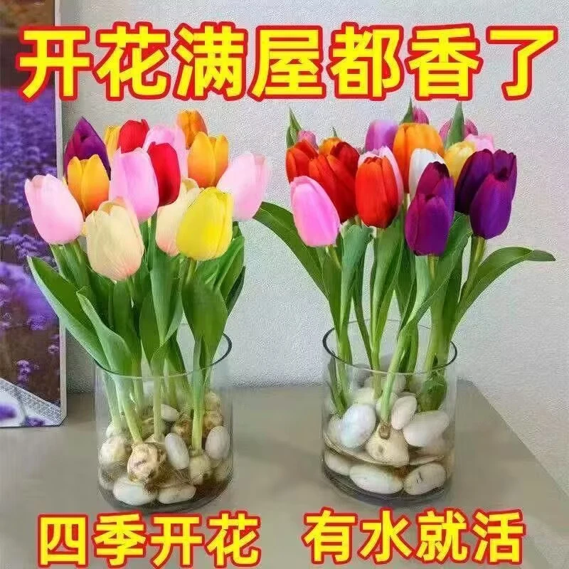 荷兰进口郁金香种球大球四季水培土培开花耐寒花卉种子植物盆栽