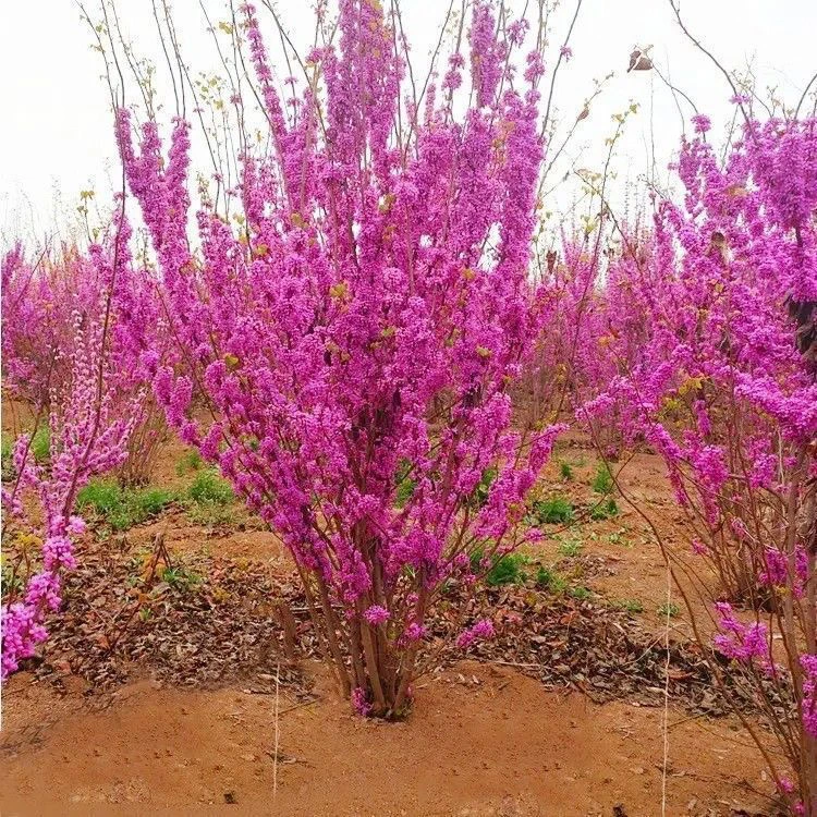 紫荆花树苗紫荆花苗满条红庭院开花植物花卉绿化工程苗木紫荆树苗