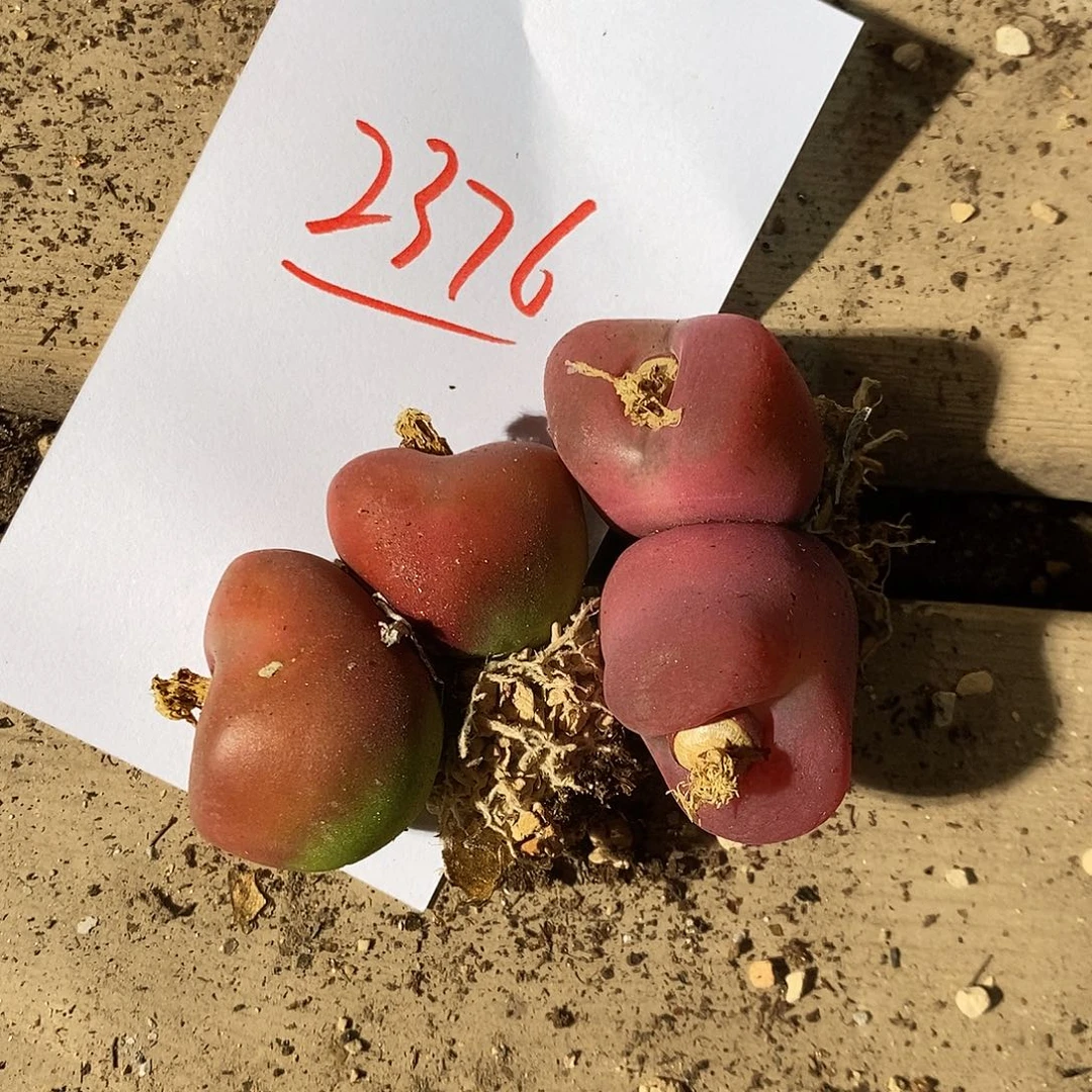 2376。  粉色。玫红。 厚皮两颗。