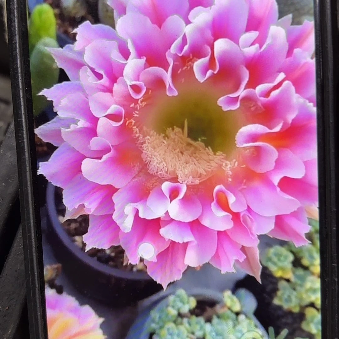 云羽彩侧牙20包邮仙人球47