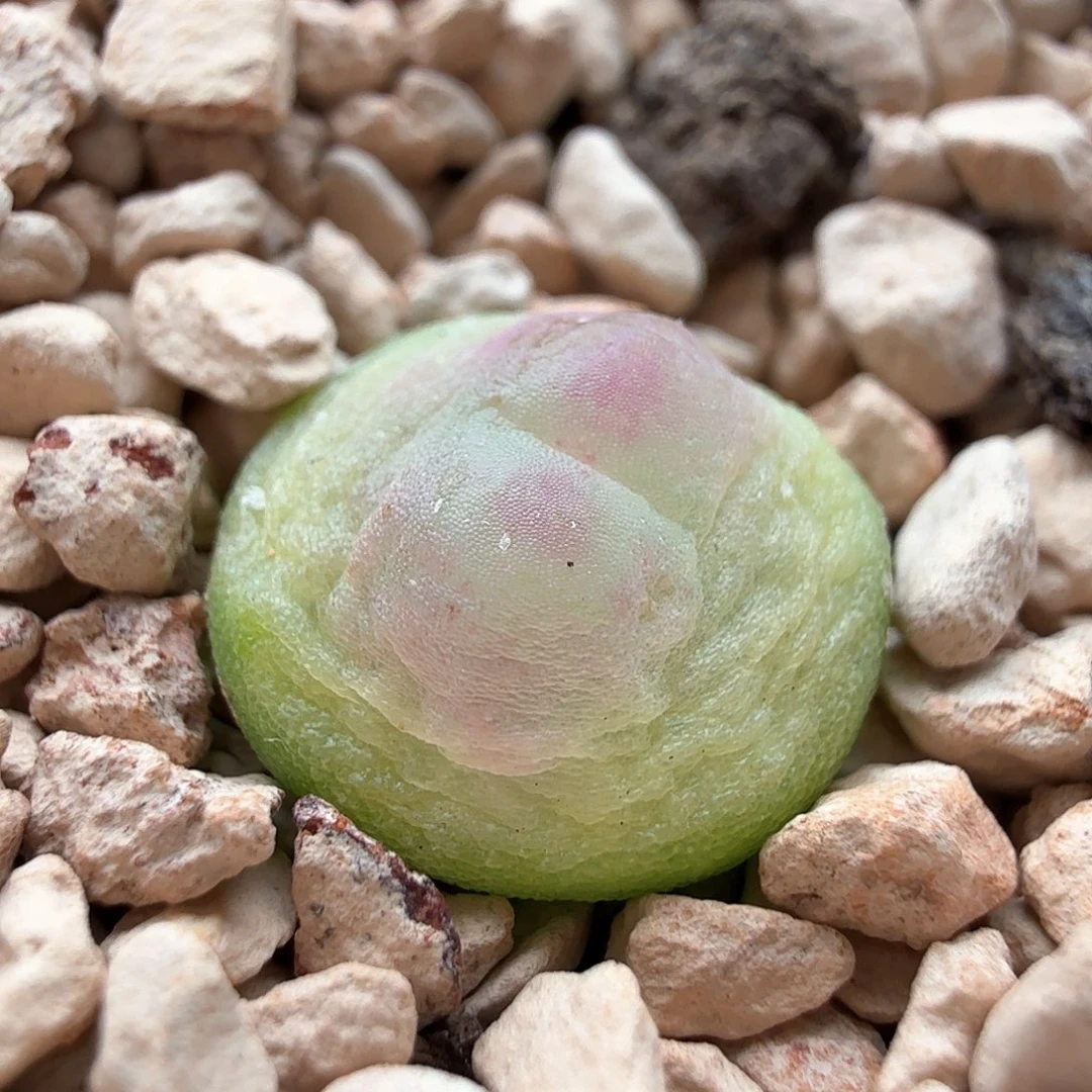 1.17.37/紫皮拉登1.0厘米