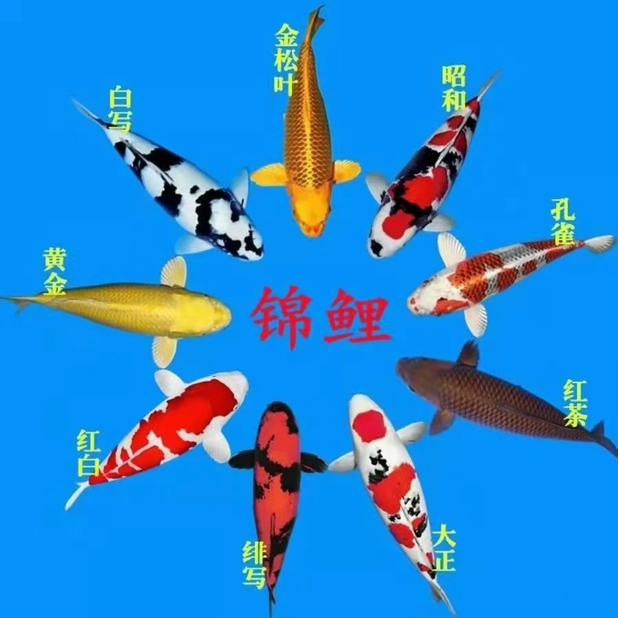 活体锦鲤红白昭和大正渔场直发