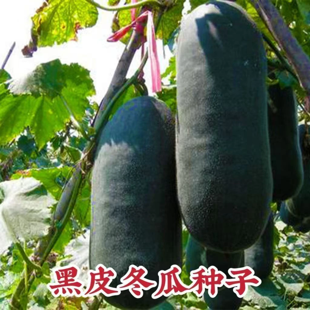 【全店满5包包邮】【154】黑皮大冬瓜种子