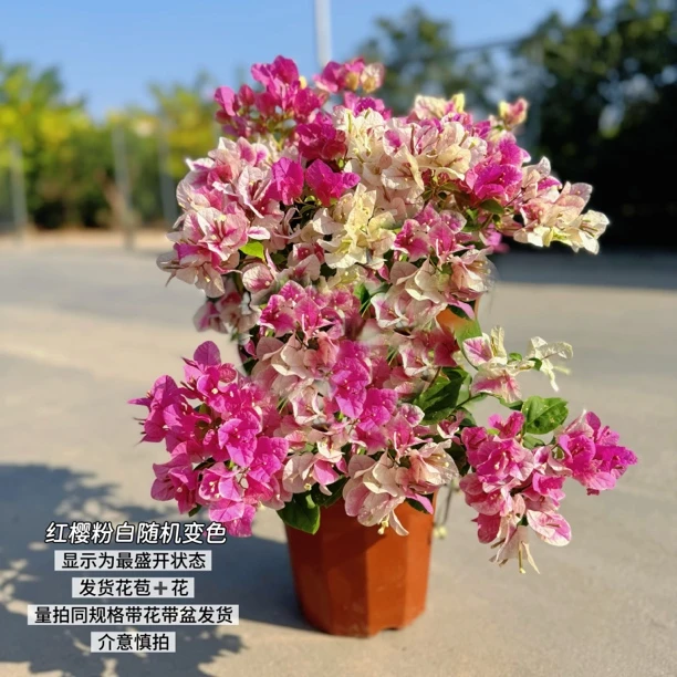 漳州红樱·c粉白变色四季开花三角梅