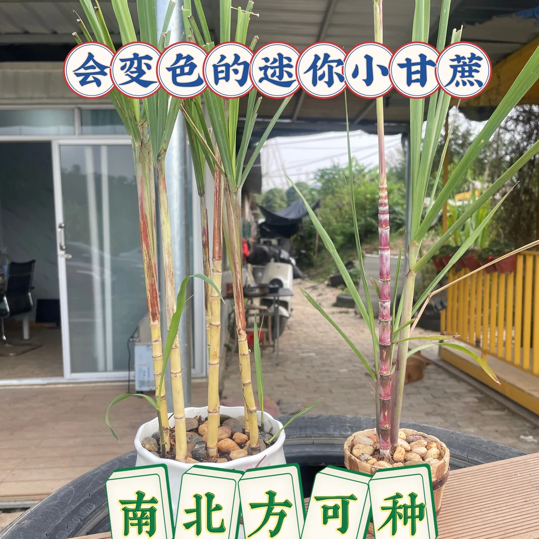 会变色迷你小甘蔗黑皮甘蔗苗室内外盆栽绿植好养带土带叶发不带盆