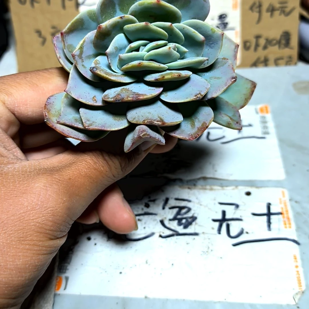 小***理满6元包邮，白凤缀化