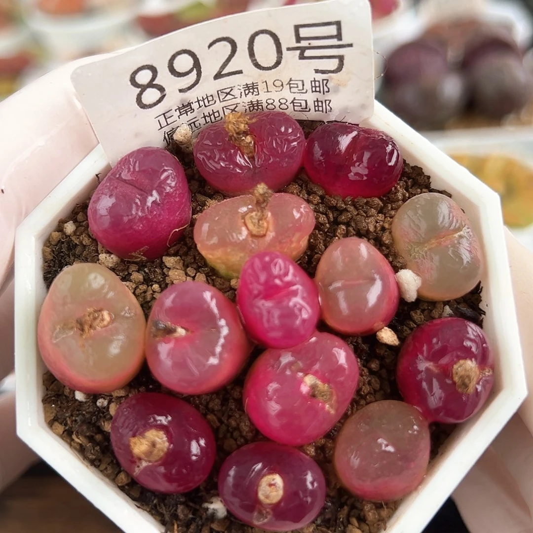 好养易活生石花大母本8920