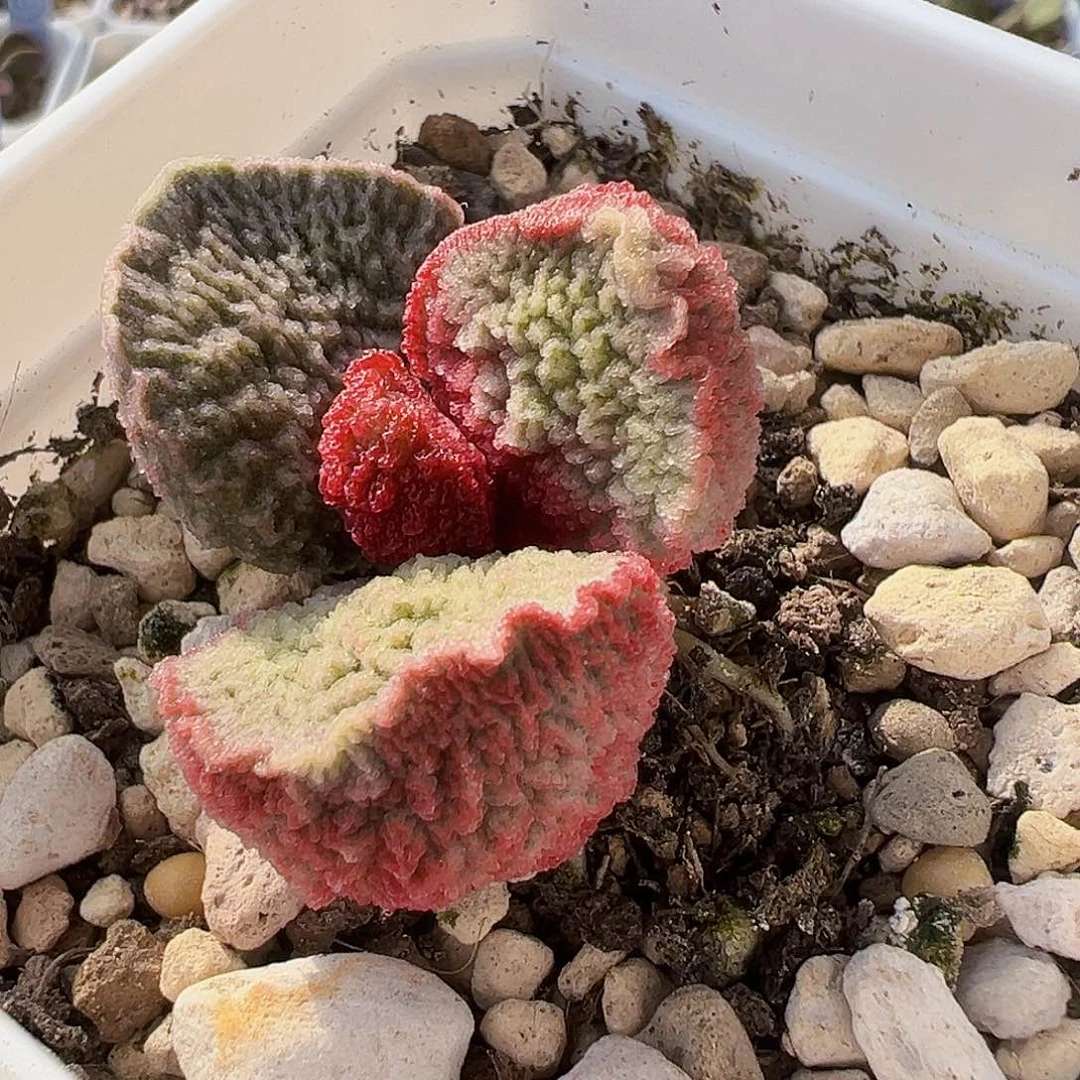 L-004 实生水泡，出叶片。