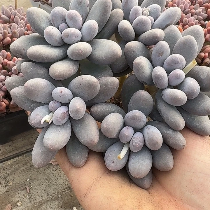 奶酪体汤圆多肉一组