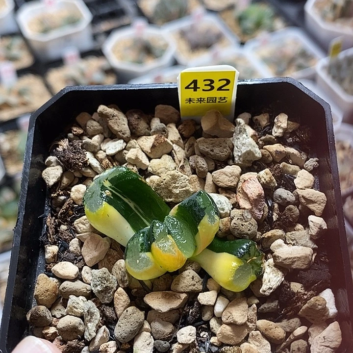 欣****432大明湖万象锦一物一拍
