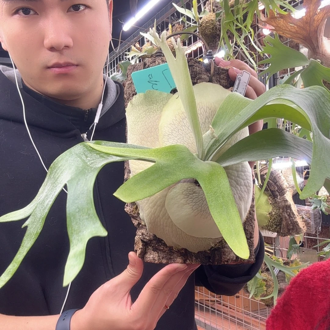 无花朵白二岐鹿角蕨