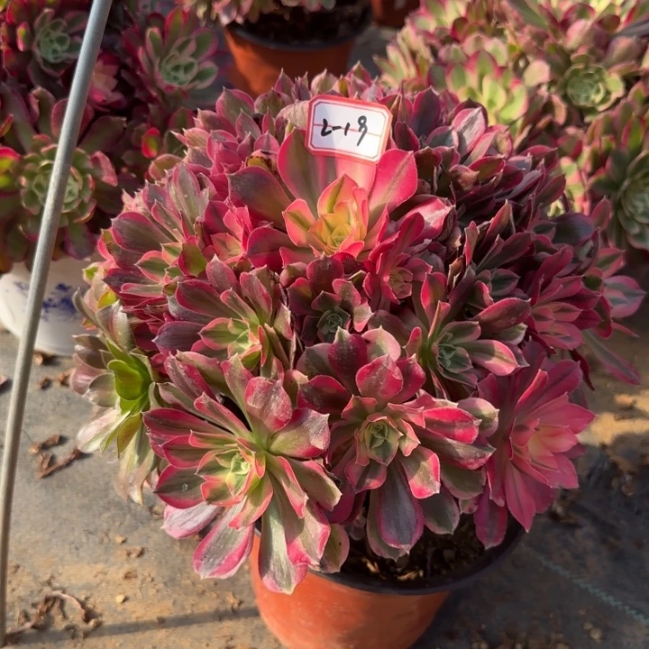 2-19男神多肉不包售后