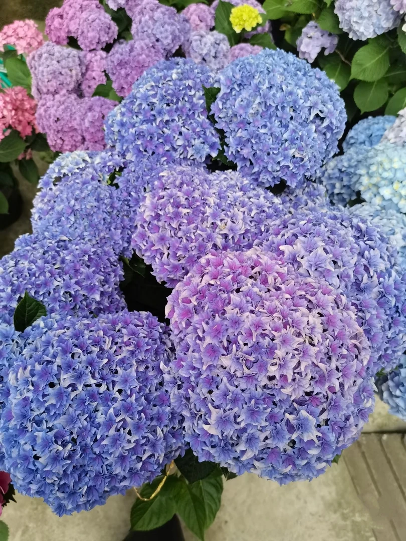 【精选5加仑魔幻列车】大绣球花盆栽庭院耐寒耐热四季室外