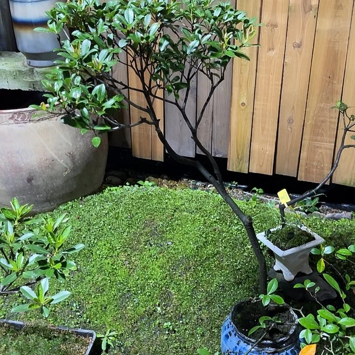 ****完全开放海岛春花