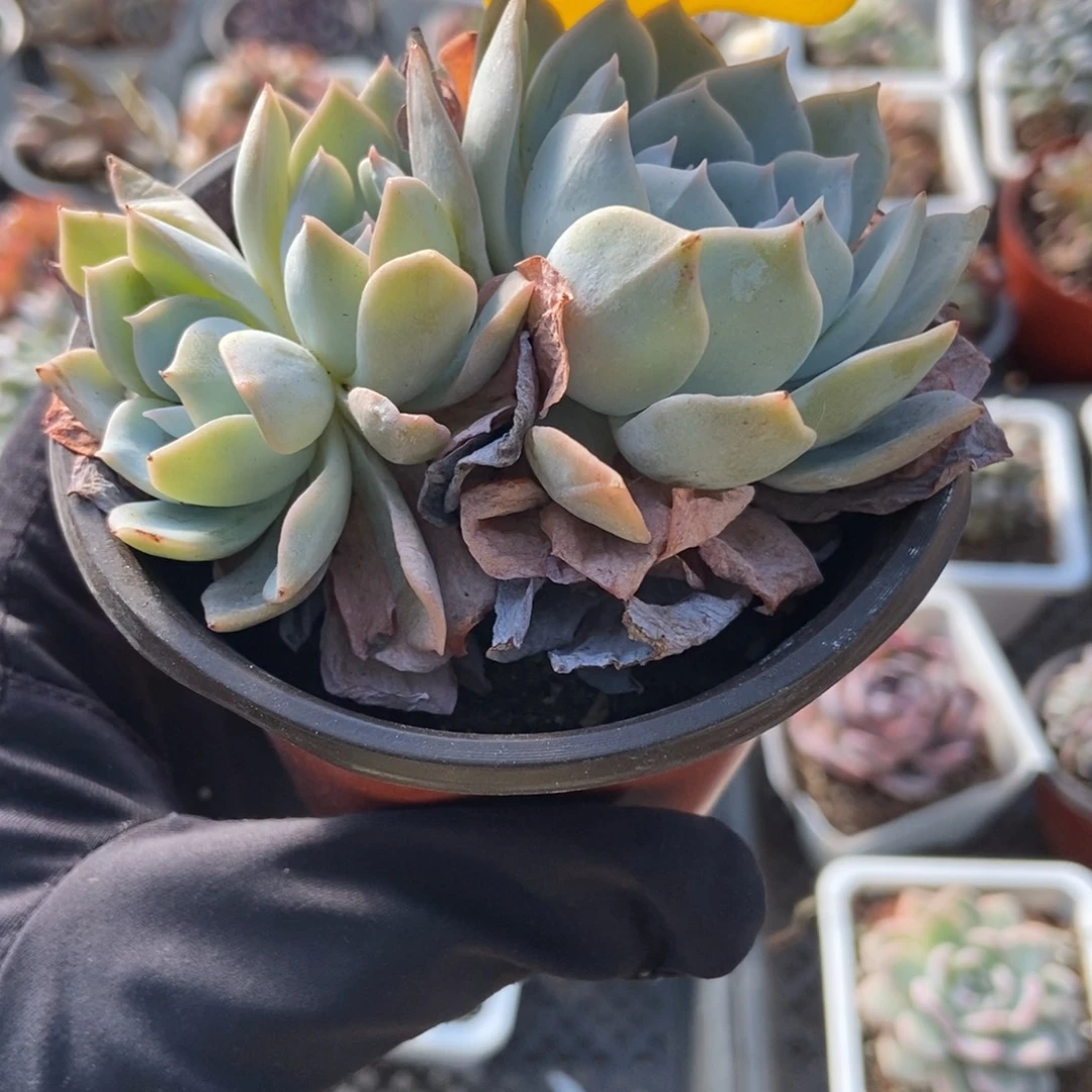 877白茶多肉植物多肉