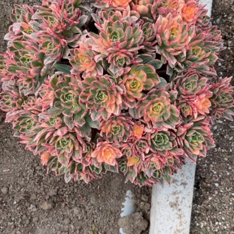 小***.多肉植物甜茶锦，