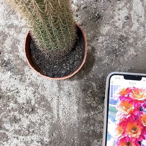 时光，10公分左右1356