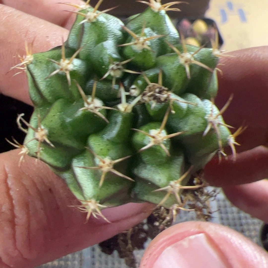 当前无花栽培后可以开花169