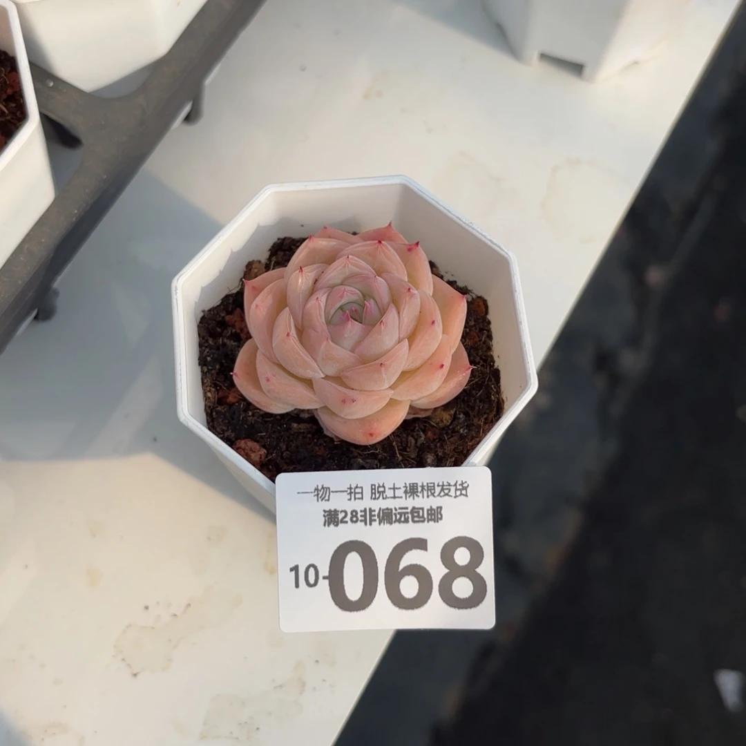 孤星单头多肉多肉多肉多