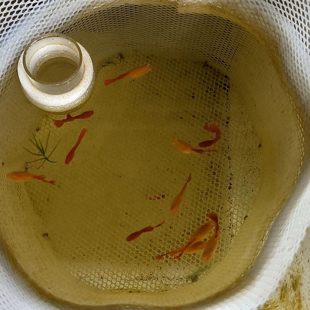 海水鱼精品孔雀鱼血红，一公两母带胎带育。