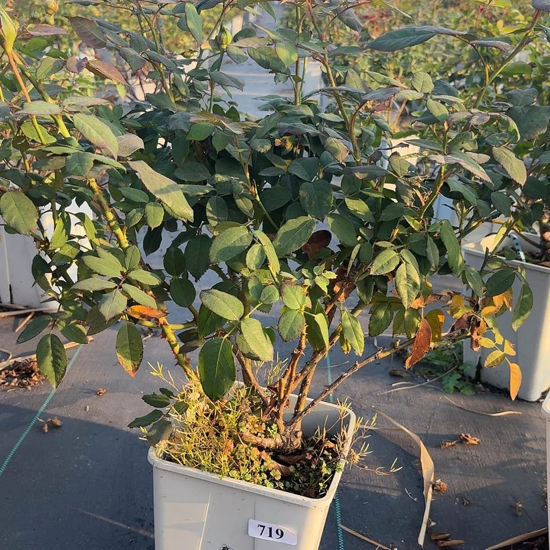 当前无花朵，栽培后可花朵719