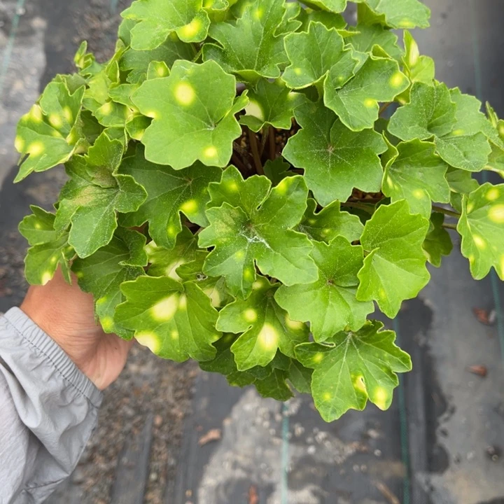 无花朵＊**～盆栽盆栽