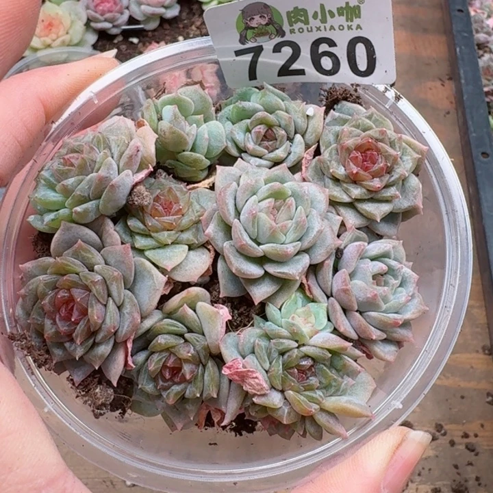 多肉植物多肉植物