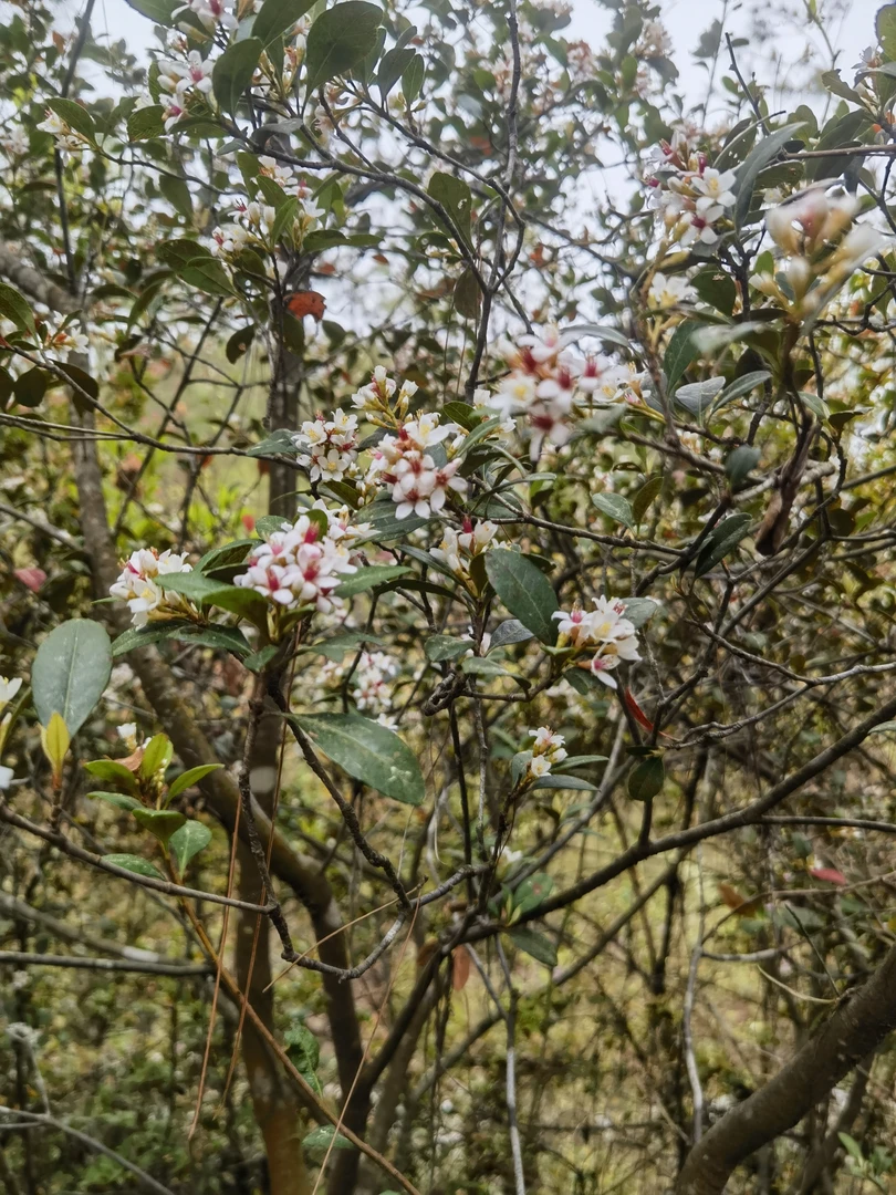 福建高山春花栀子花