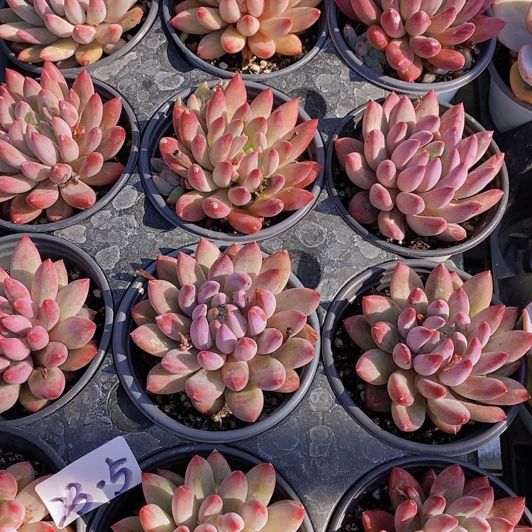 23-5 红虞美人单头福利一颗量拍