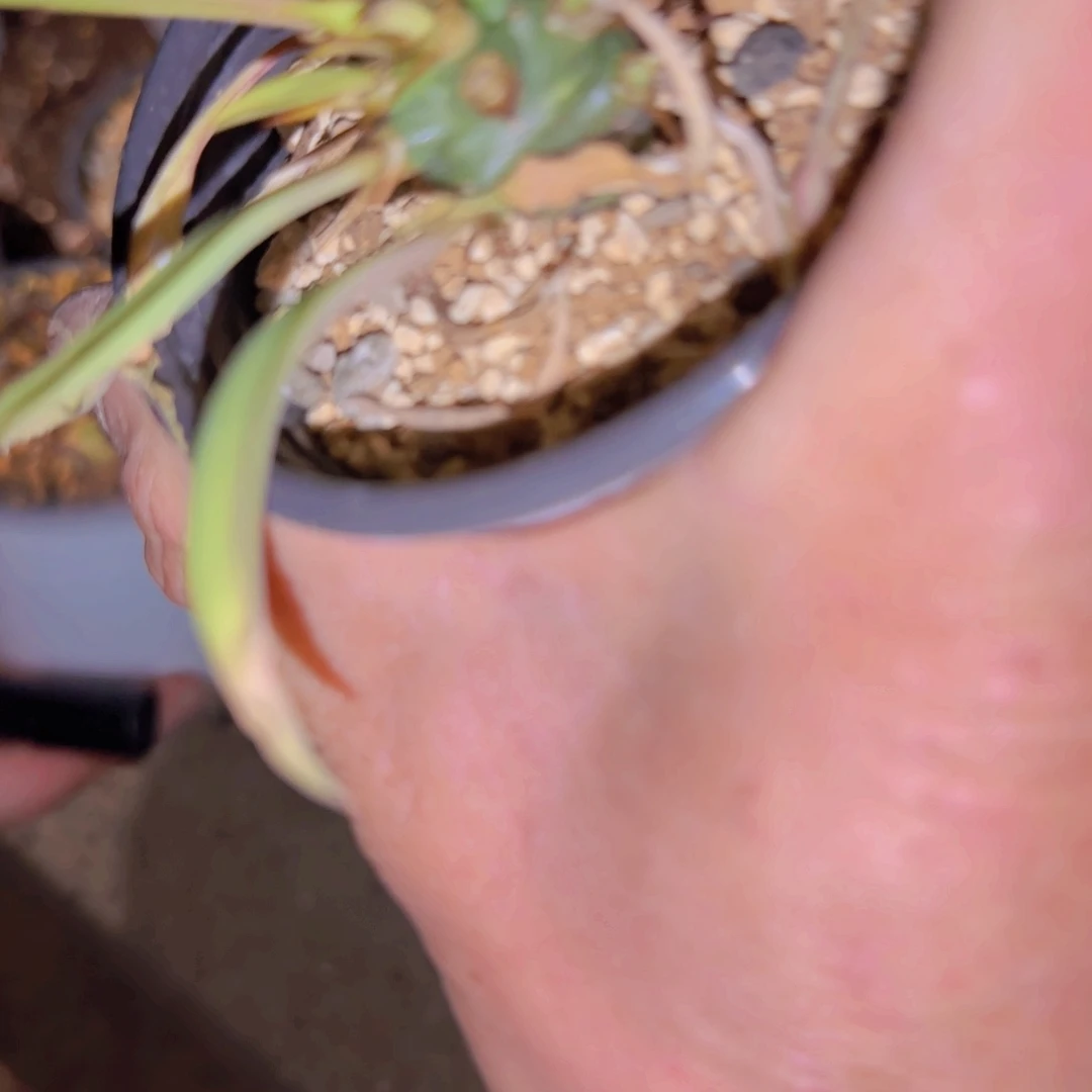 王***平块根植物块根植物