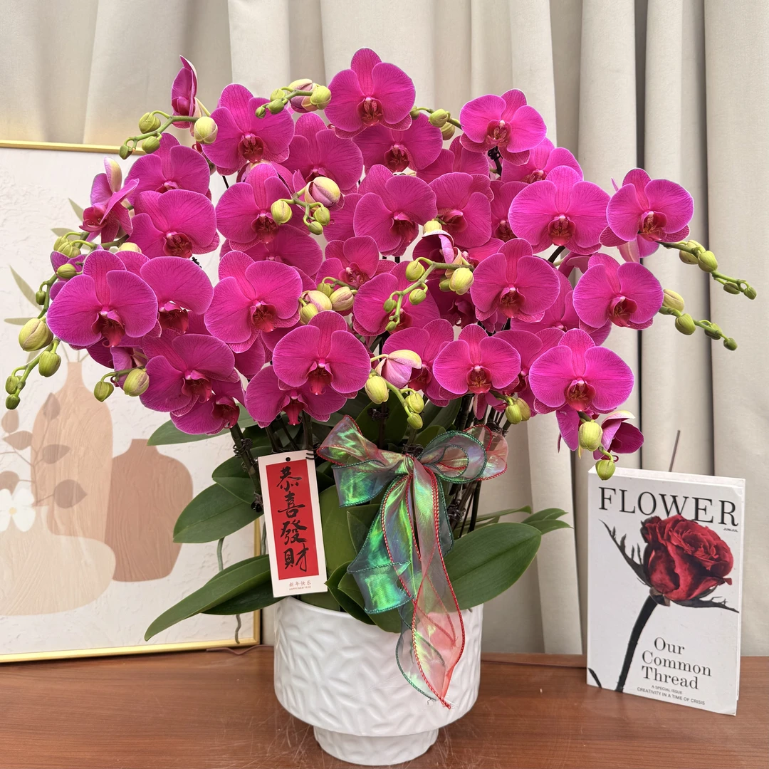 兰花坞蝴蝶蘭《恭喜发财》葡萄紫色花花，年宵爆款，皮实好养