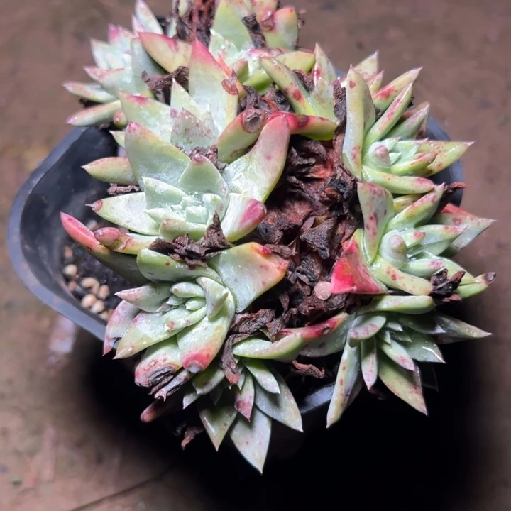 一物一拍白姆2998