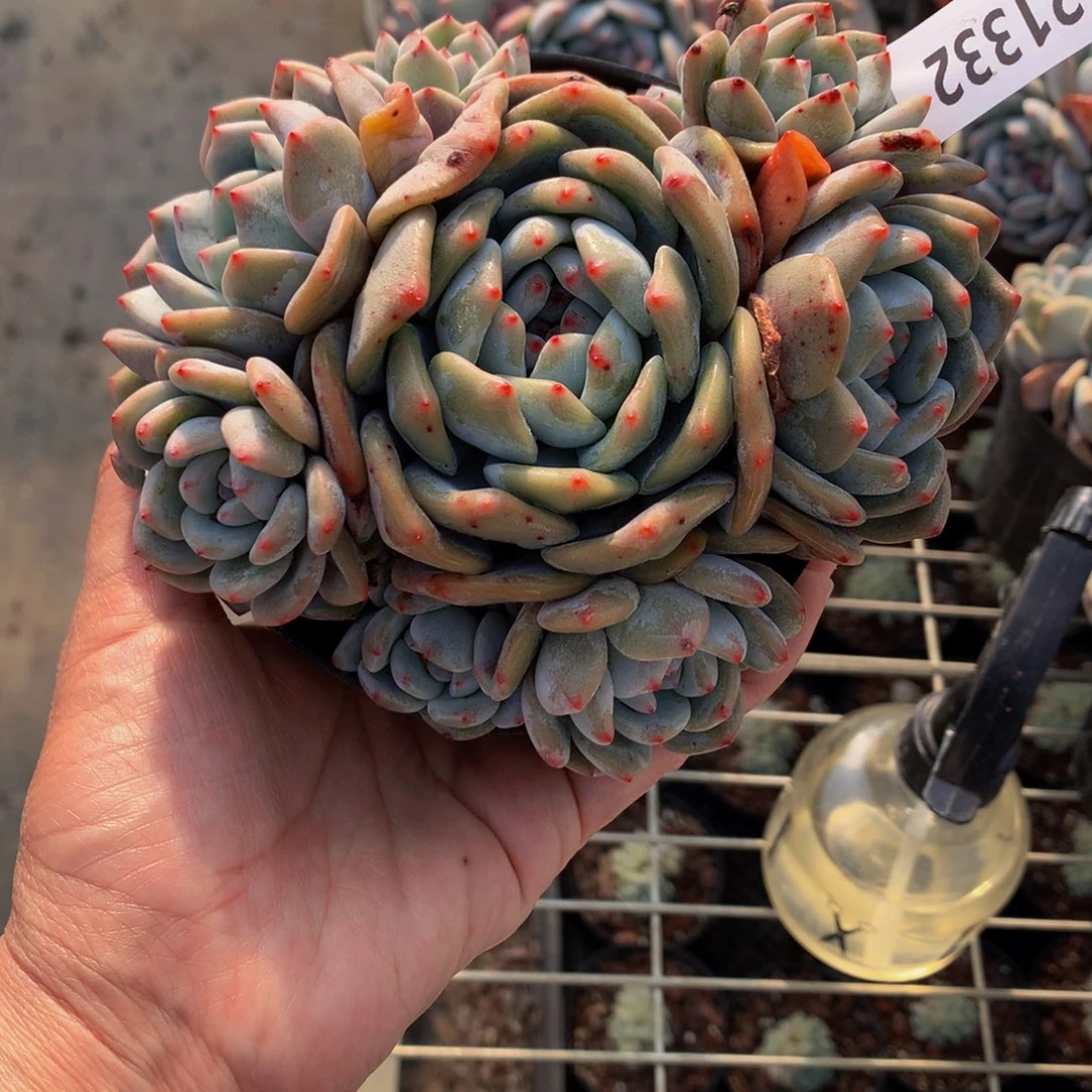 21332十头嗯嗯嗯嗯知道