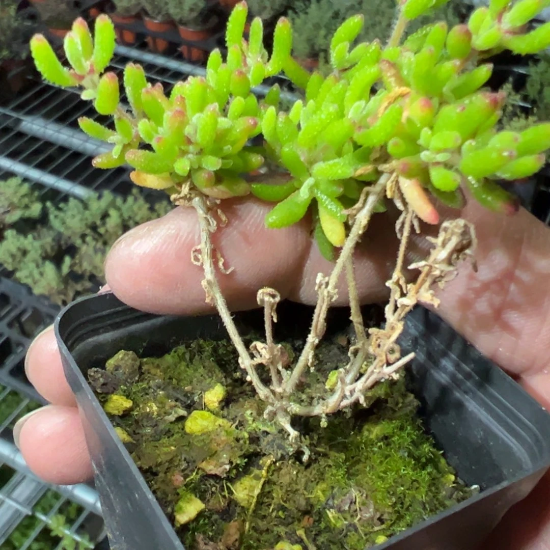 红麒麟55杯老桩福利