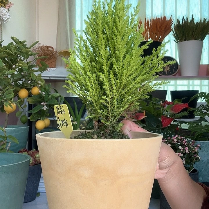花盆选 小白也能轻松养好花