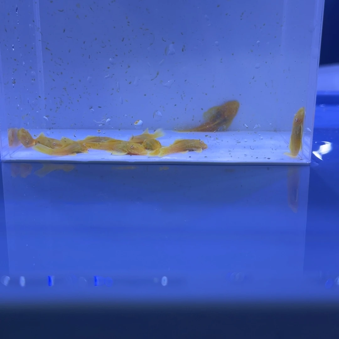 孔雀鱼胡子十条开箱视频报损