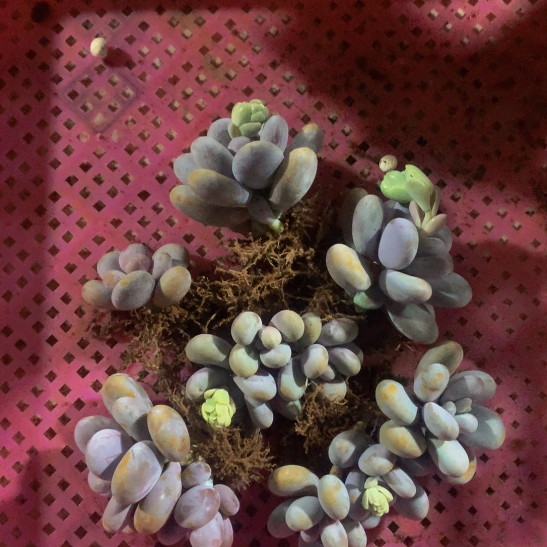 星悅多肉 634成雪球