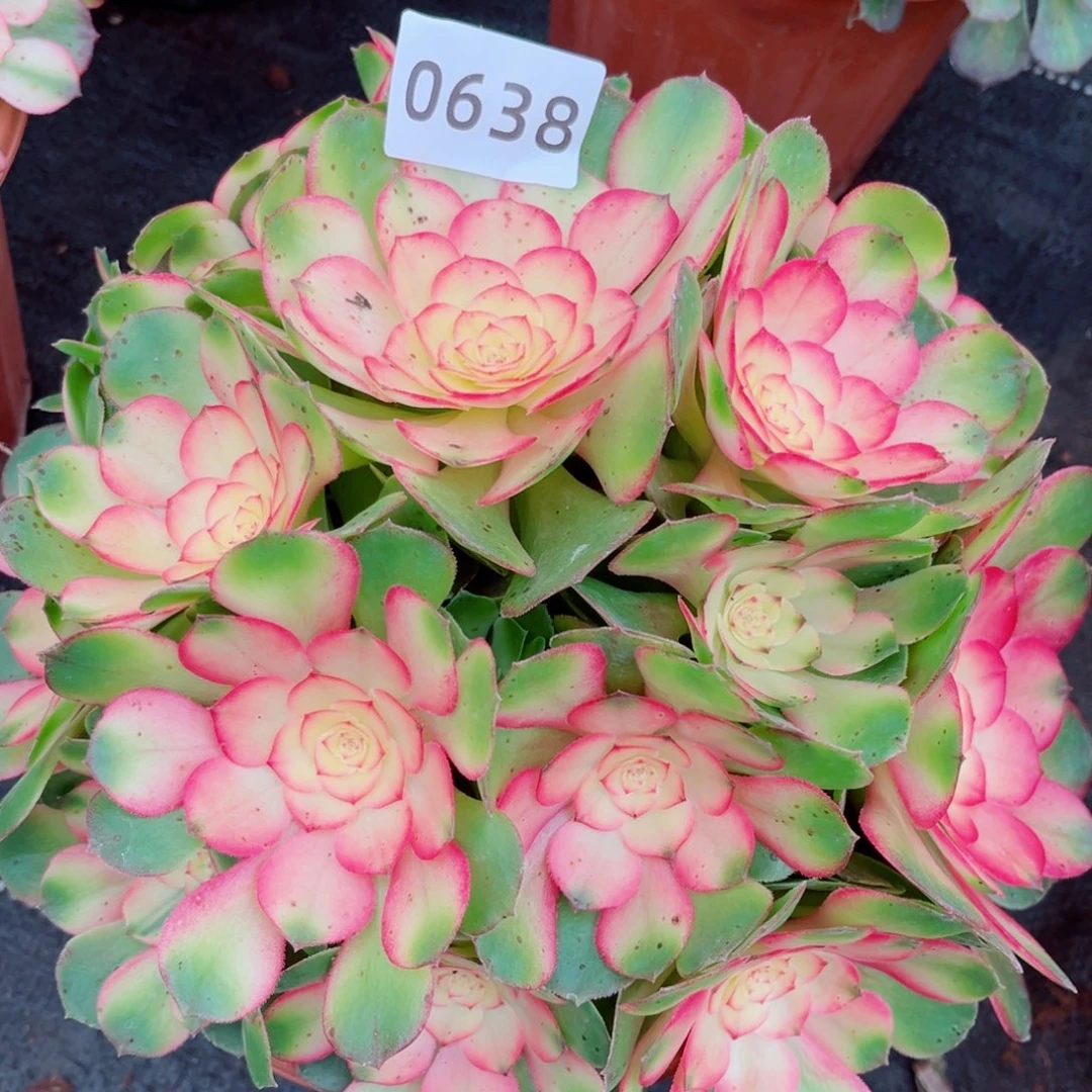 粉荔枝特价多肉发货