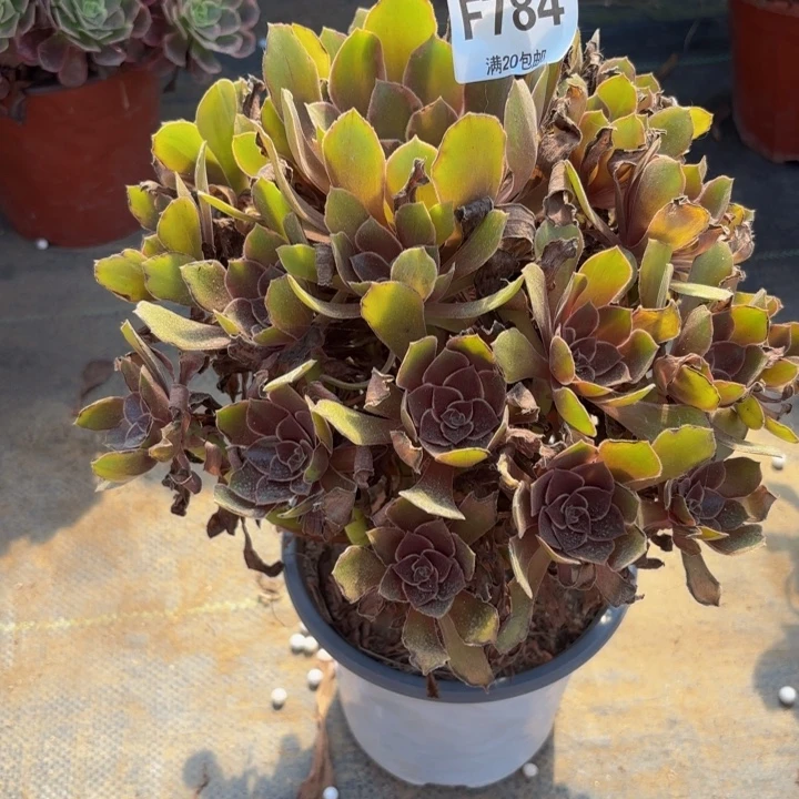 瑞妈多肉园艺784恶魔之吻