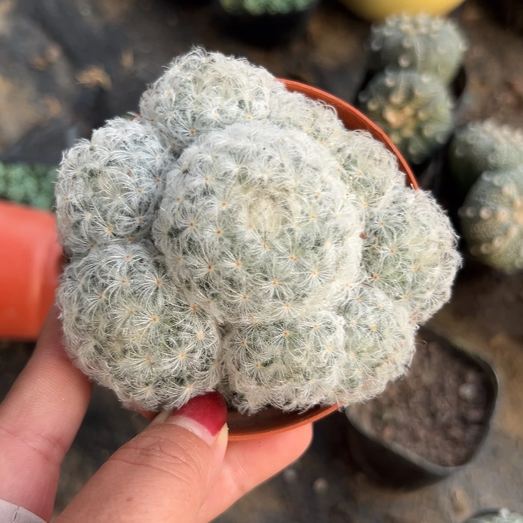 多肉植物多肉植物