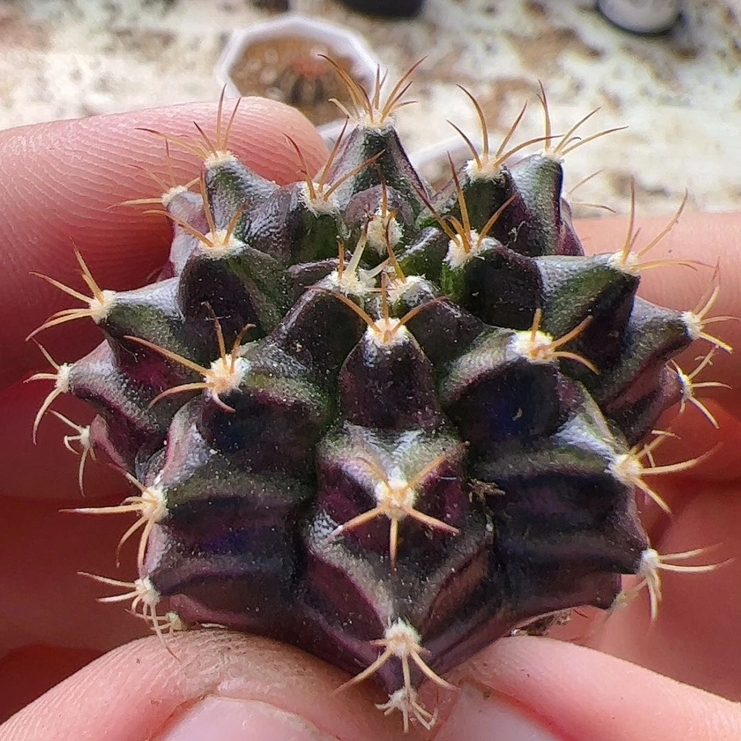 米***修当前无花栽培后可以开花482
