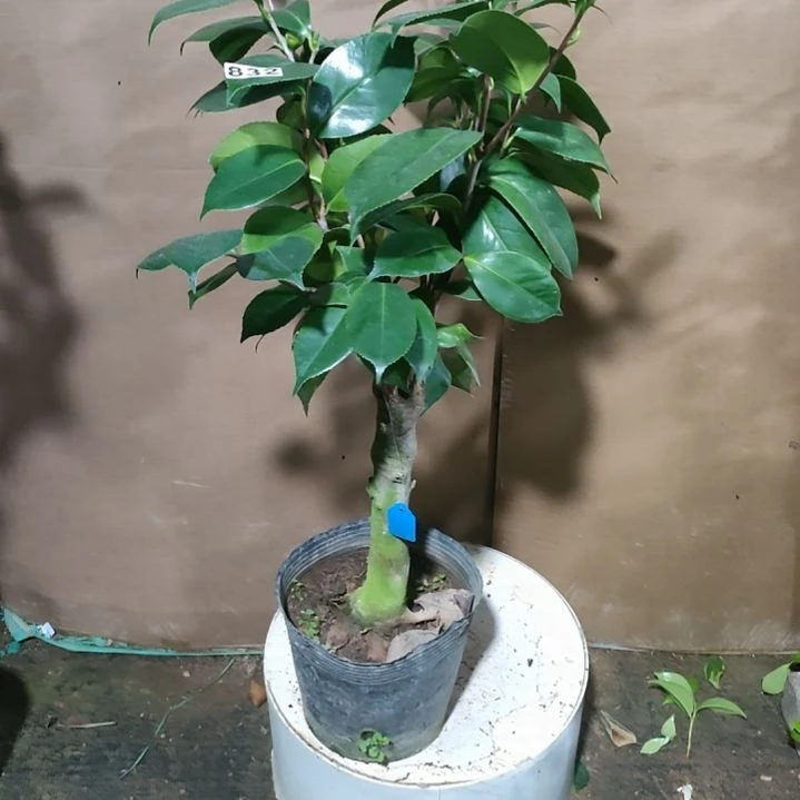 832威斯科，原盆原土发货，不包邮